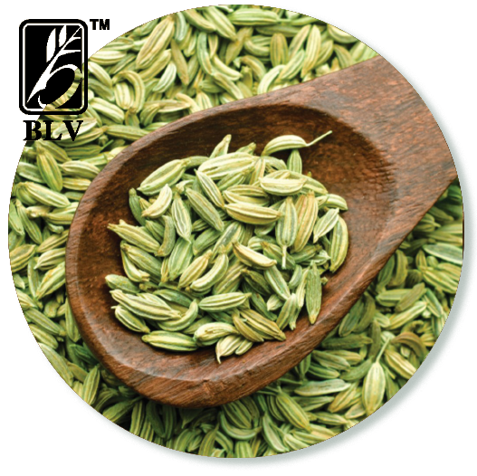 fennel_saunf